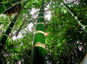 Guadua bamboo thrives
in Maui jungle