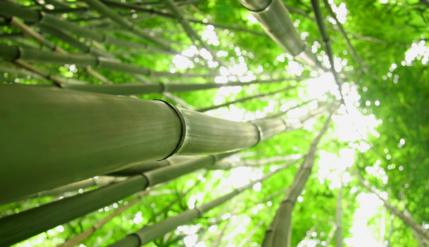 bamboo grows wild on Maui